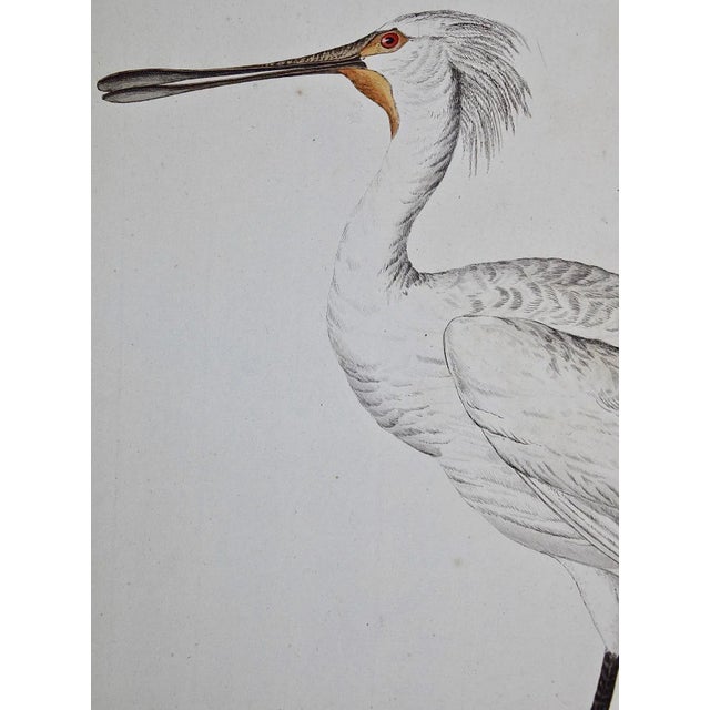 Realism Spoonbill "Platalea Leucorodia": An 18th Century Hand-Colored Engraving by Cornelis Nozeman and Jan Christiaan Sepp, 1789 For Sale - Image 3 of 7