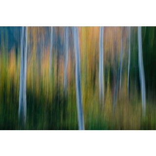 Mint Images, Blurred Motion, a Forest of Aspen Trees in Autumn, Abstract, Photographic Paper For Sale