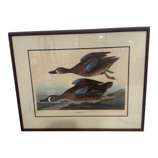 Late 19th Century Blue Winged Teal by Robert Havell Plate Bird Framed 1836 For Sale