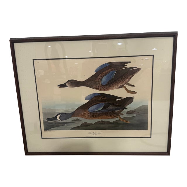 Late 19th Century Blue Winged Teal by Robert Havell Plate Bird Framed 1836 For Sale