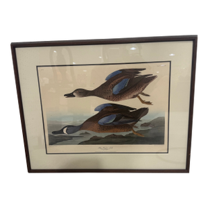 Late 19th Century Blue Winged Teal by Robert Havell Plate Bird Framed 1836