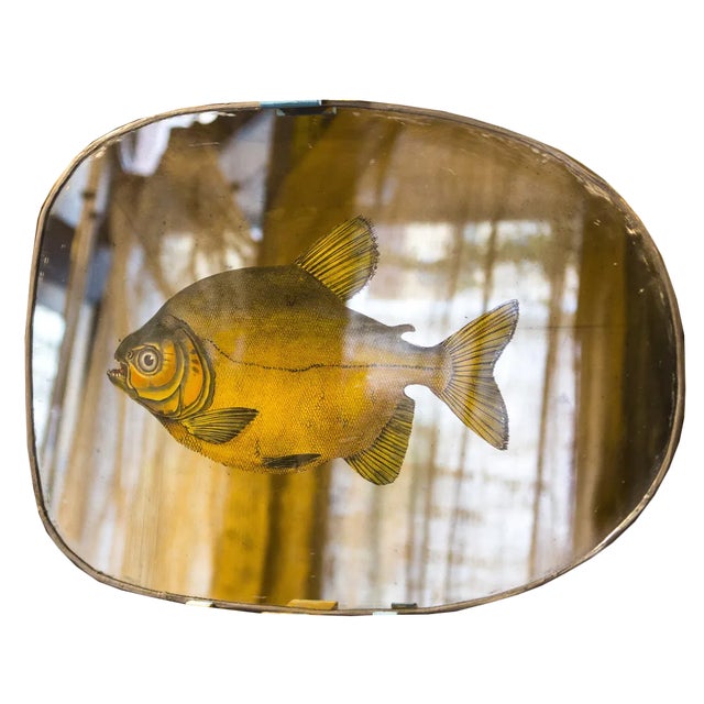 Specchio Swimming Free Fish For Sale