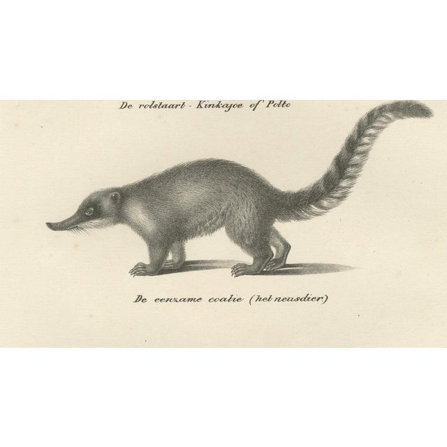 C.C. G. Zool., Kinkajou, Coati, and European Badger, 1836, Print For Sale - Image 6 of 10