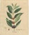 Antique Coffee Botanical Print, Coffea Arabica, Hand Colored, c.1831 This outstanding botanical engraving depicts Coffea...