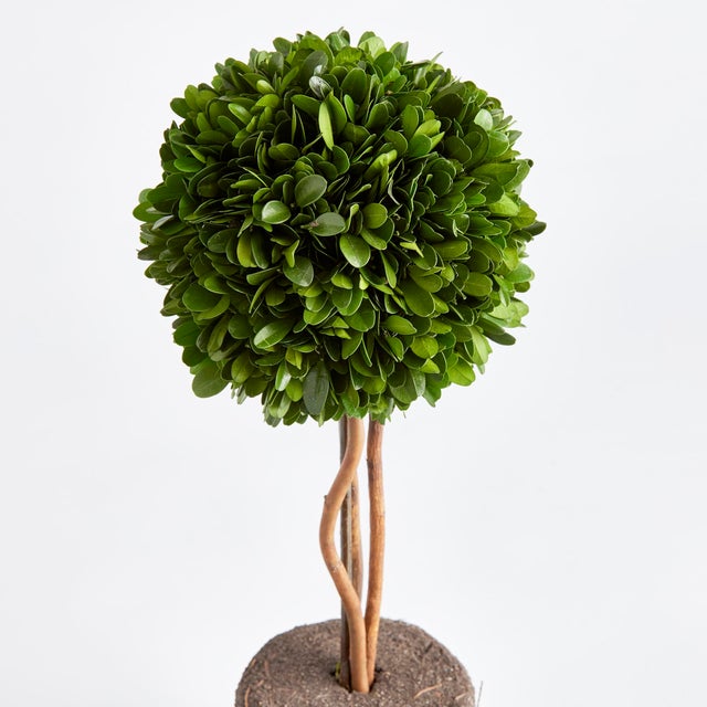 Introducing a novel idea, real English boxwoods with their own standard root ball, ready to drop in to your favorite...