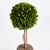 Introducing a novel idea, real English boxwoods with their own standard root ball, ready to drop in to your favorite...