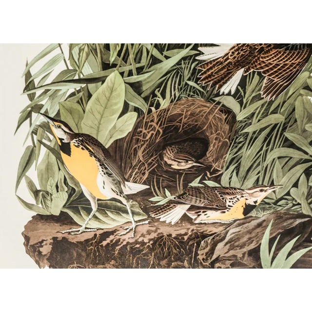 John James Audubon 1980s The Abbeville Press Edition of the Meadow Lark (Plate 136) From the Birds of America by John James Audubon For Sale - Image 4 of 6