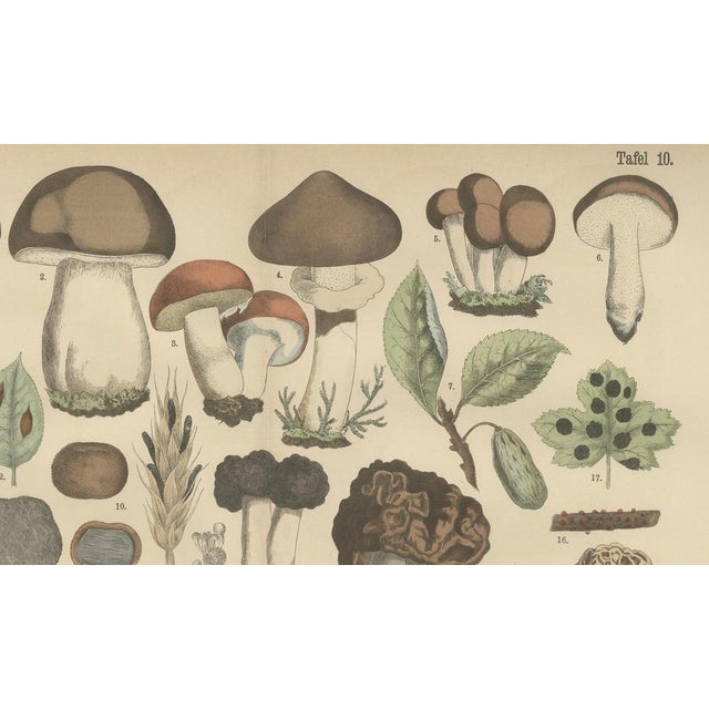 Fünfstück, Morels & Truffles, 1885, Paper For Sale - Image 6 of 10