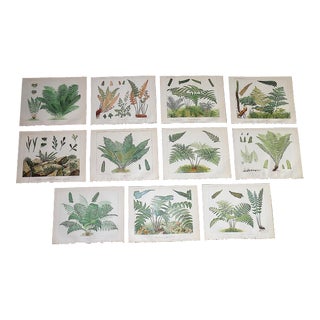 Antique 19th Century Large Botanical Fern Chromolithographs - Set of 11 For Sale