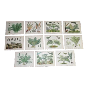 Antique 19th Century Large Botanical Fern Chromolithographs - Set of 11