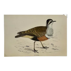 Antique Hand Tinted Bird Print From England Featuring a Brown Dotterel - Circa 1888