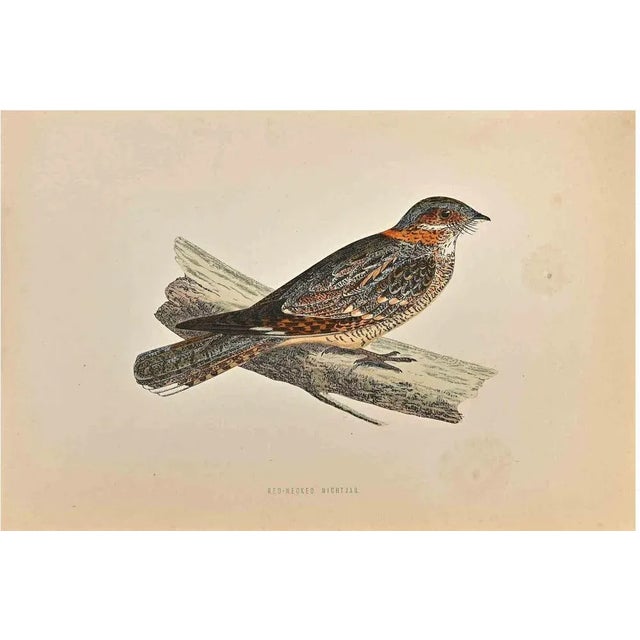 Red-Necked Nightjar is a modern artwork realized in 1870 by the British artist Alexander Francis Lydon (1836-1917)....