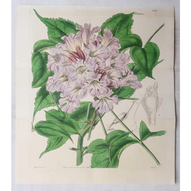 William Fitch, Botanical Prints Curtis. 1838, Paper For Sale - Image 6 of 10