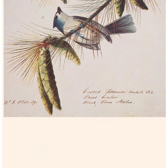 1966 Tufted or Crested Titmouse After Audubon, American Classical Print For Sale In Dallas - Image 6 of 10