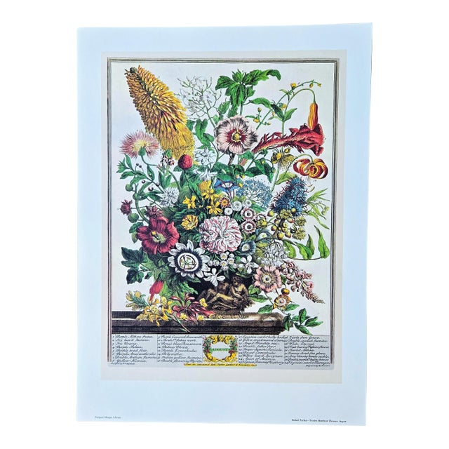 1980s Vintage Robert Furber August Botanical From "Twelve Months of Flowers” Pierpont Morgan Library Print For Sale