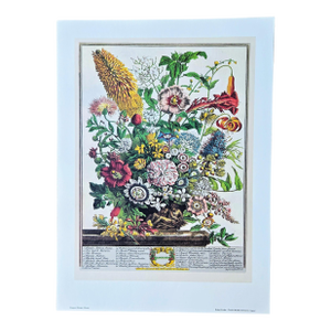 1980s Vintage Robert Furber August Botanical From "Twelve Months of Flowers” Pierpont Morgan Library Print