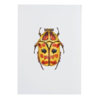 Juris Utans, Reddish Yellow Beetle, 2021, Mixed Media on Paper For Sale