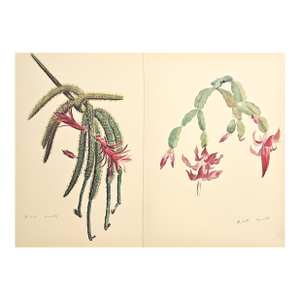 1939 Set of 2 French Cactus Botanical Lithographs, Documentation, Matted