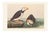 1966 Large-Billed Puffins After John James Audubon, XL Print For Sale