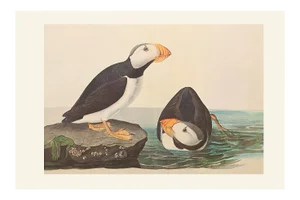 1966 Large-Billed Puffins After John James Audubon, XL Print