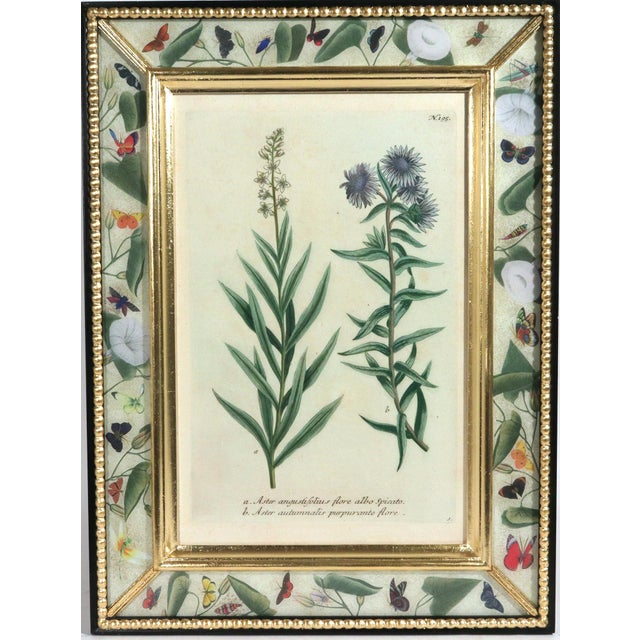 Paper Set of Twelve Botanical Engravings by Johann Weinmann, Circa 1737–1745 For Sale - Image 7 of 16
