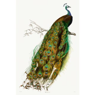 Domestic Peacock Giclee of French Natural History Engraving For Sale