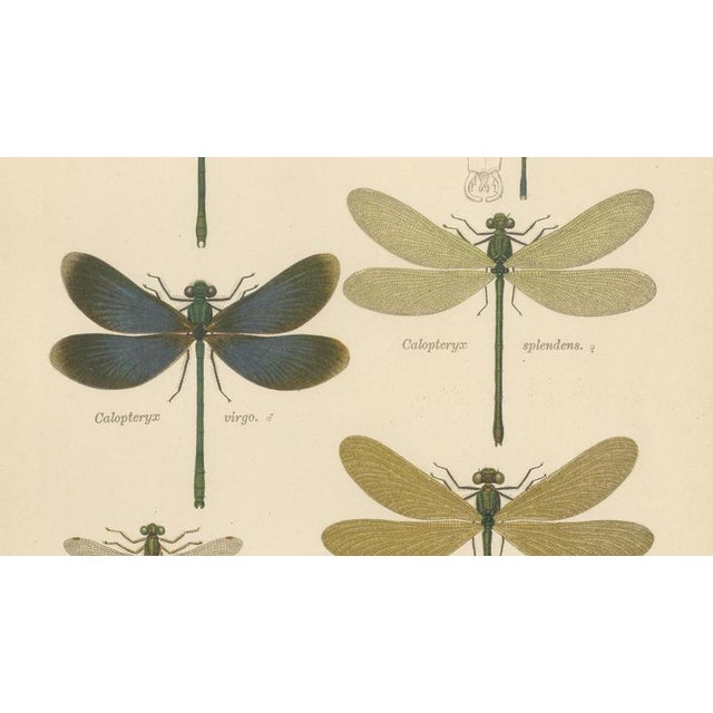 Richard Tümpel, Calopteryx & Lestes Damselfly from Die Geradflügler, 1908, Lithograph For Sale - Image 6 of 10