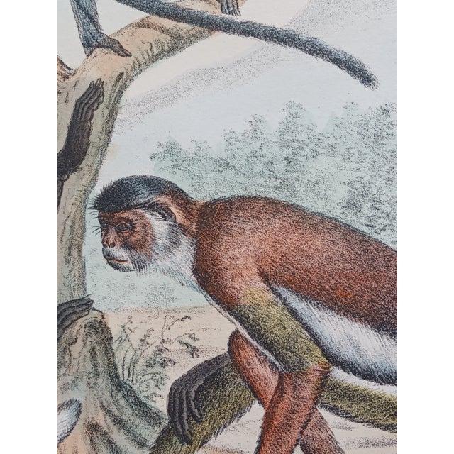 Illustration Antique Monkey Handcolored Lithograph, Large Size, Italy, 1868, #1 For Sale - Image 3 of 4