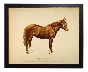 Country Print of Watson the Horse Bookplate - 26x20
