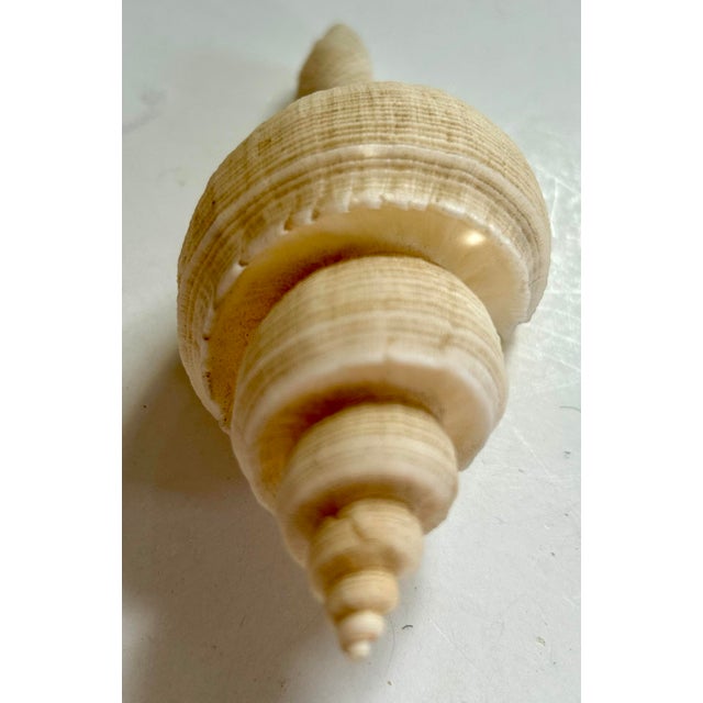 1960s Neptune’s Tabulate Shell Pair For Sale - Image 5 of 7