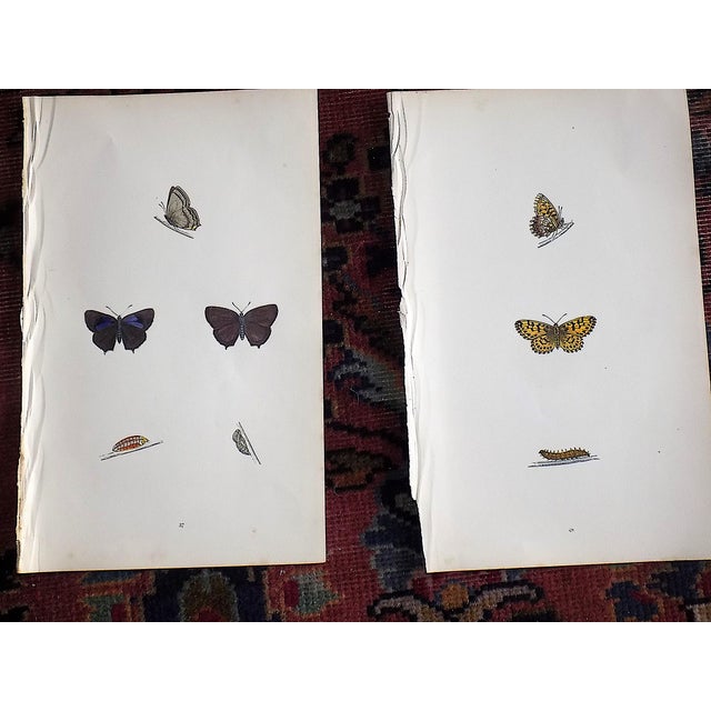 Antique 19th Century Hand Colored Butterfly Lithographs - Set of 12 For Sale In Cincinnati - Image 6 of 12