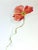 This is a botanical study of a crimson poppy laid down on a surface to observe closely and paint color, shadow, form and...