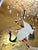 Hand Painted Gold Leaf Wallpaper With Birds & Floral Chinoiserie Design, Luxury Oriental Wallcovering, Custom Made Decorative Wall Mural For Sale - Image 9 of 13
