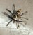 1950s-60s Native American style silver/gold metal spider brooch w/ onyx stone. Excellent condition.