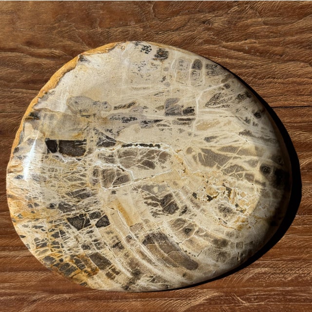 Small Trinket Tray or Dish in White Petrified Wood with Brown Checkered Pattern For Sale - Image 17 of 18