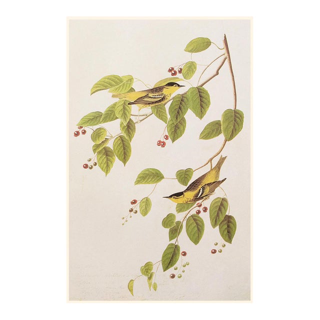 1966 Vintage Cottage Print "Carbonated Warbler" After John James Audubon For Sale