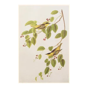 1966 Vintage Cottage Print "Carbonated Warbler" After John James Audubon