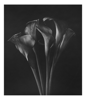 Lillies, 2010, Photographic Print