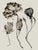 2020s Set of 8 — “Flowers” Black & White Botanical Photography Prints | Unframed For Sale - Image 5 of 10