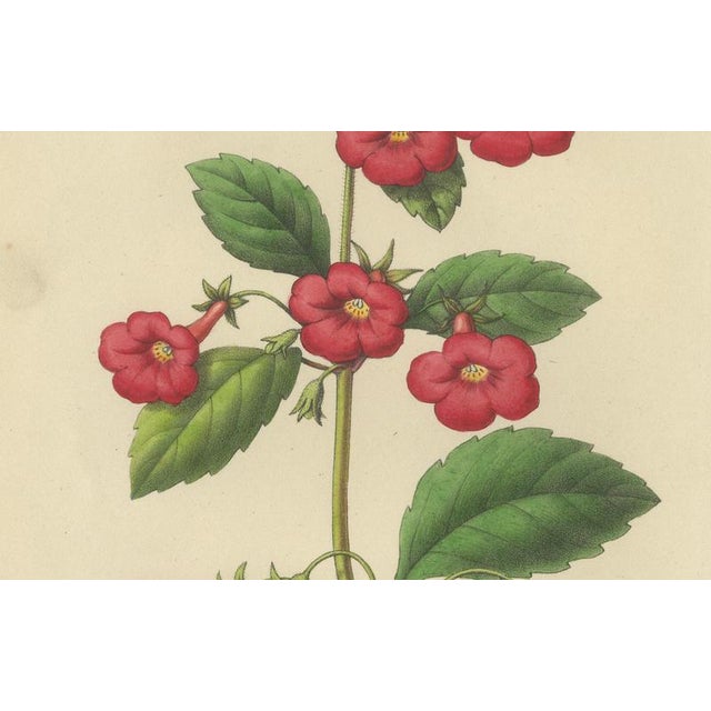 Mid 19th Century Charles Morren, Red Achimenes Flower Botanical, 1845, Lithograph For Sale - Image 5 of 9