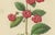 Mid 19th Century Charles Morren, Red Achimenes Flower Botanical, 1845, Lithograph For Sale - Image 5 of 9