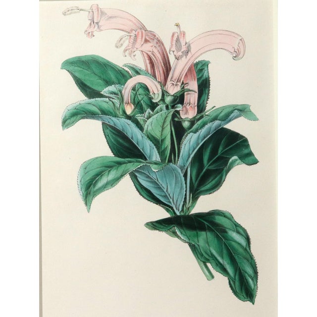 English Antique Botanical Print of the "Surinam Centropogon" by Sir Joseph Paxton For Sale - Image 3 of 8