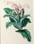 English Antique Botanical Print of the "Surinam Centropogon" by Sir Joseph Paxton For Sale - Image 3 of 8