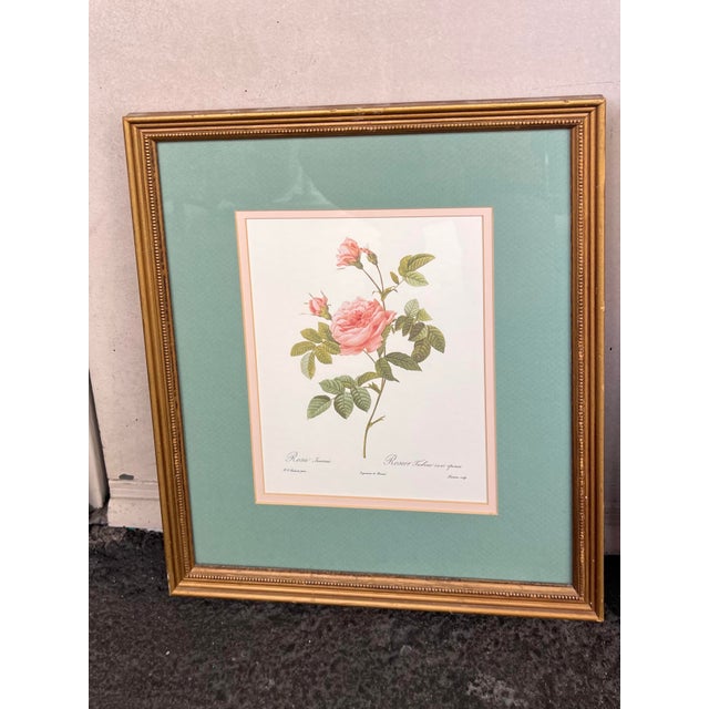 French Late 20th Century Pierre-Joesph Redoute’ Rose Botanical Framed Prints- Pair For Sale - Image 3 of 7