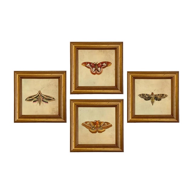 Our set of 4 small framed reproduction prints (c. 1776) of color illustrations of four different moths (Atlas, Hawk,...