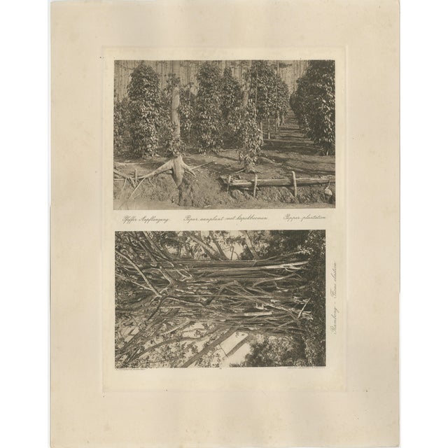 Kleingrothe, Pepper Plantation & Timber, Sumatra, Photogravure, 1900 For Sale