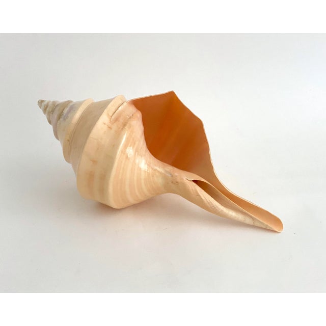 Natural Large Polished Syrinx Shell For Sale In Los Angeles - Image 6 of 8