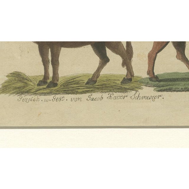 Antique Indian Cattle, Buffalo & Musk Ox Engraving from Bertuch, 1796 For Sale - Image 9 of 10