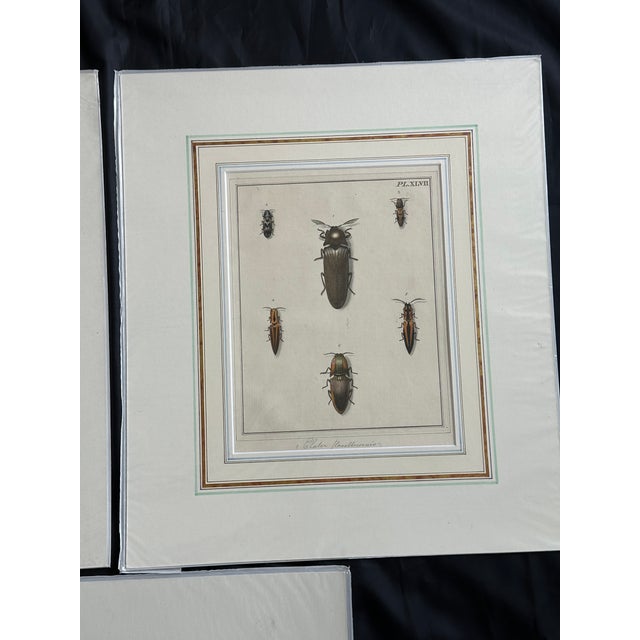 Illustration Antique Natural History Entomology Butterfly & Beetle Art Prints Set of Three For Sale - Image 3 of 15