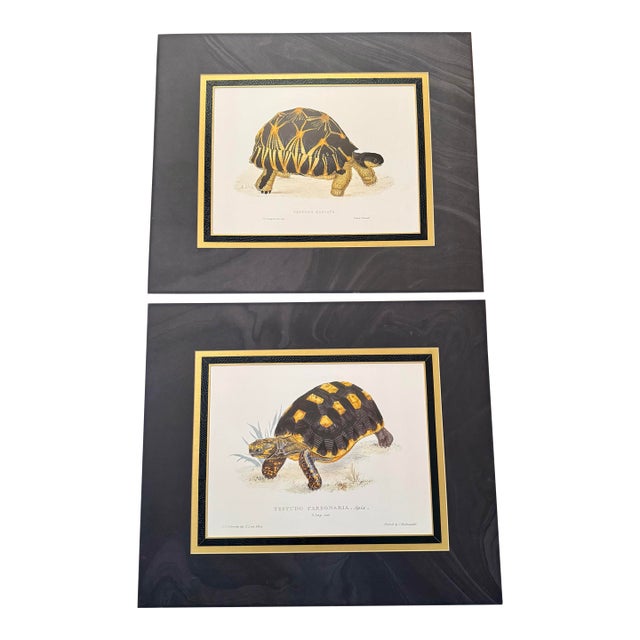 Unframed but Matted Pair of Testudo Carbonaria and Testudo Radiata Prints- Pair of Turtle Prints For Sale